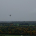 A bird in flight